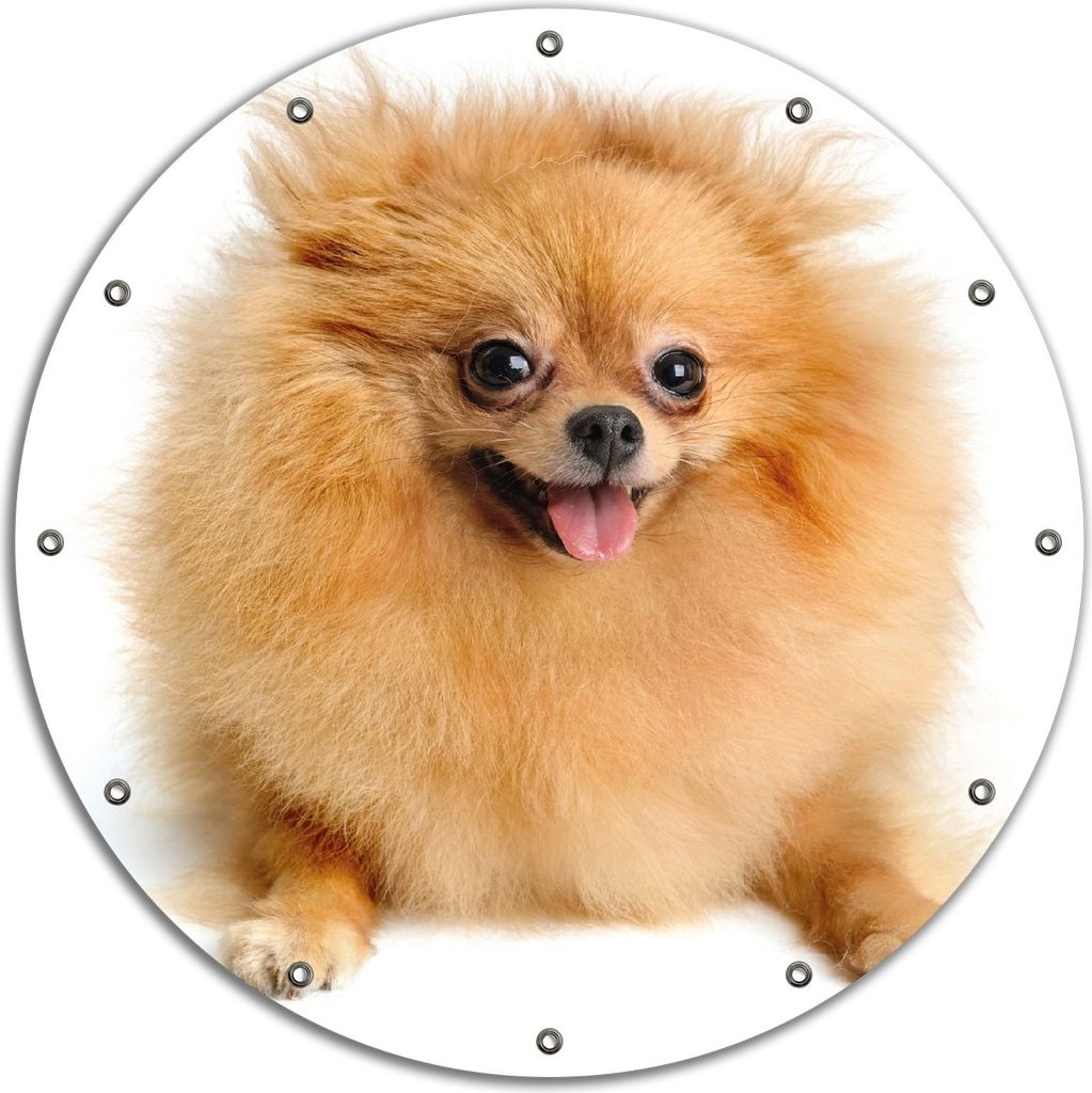 Wallario rundes Outdoor-Poster für Garten oder Balkon, Motiv Lustiger niedlicher Spitz, 90 cm Durchmesser
