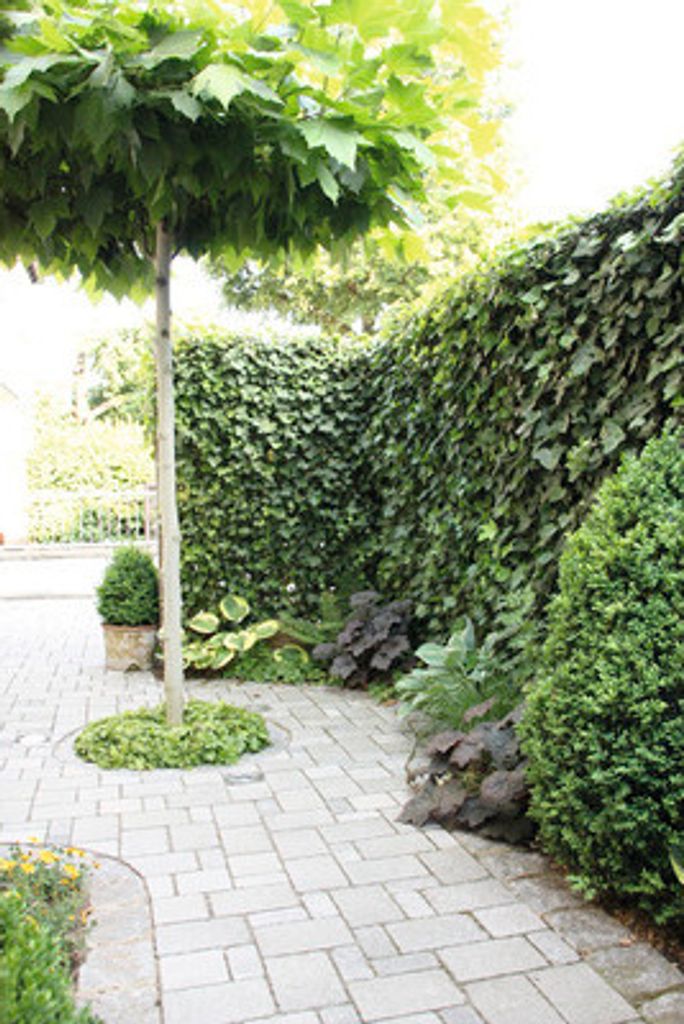 sichtschutzhecke-efeu-helix-hedera-helix-kaufland-de