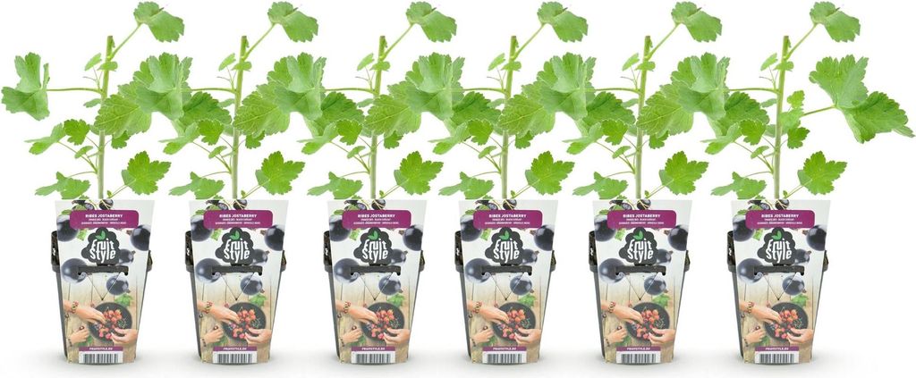 GreenboutiQ - Obstpflanzen - Jostabes - Ribes Jostabes - Produktbild 