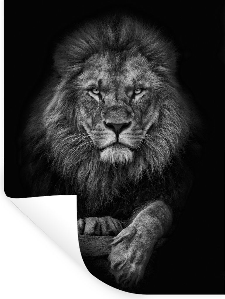 MuchoWow Wandtattoo Wandsticker Wandaufkleber Löwe - Tiere - Schwarz - Weiß 60x80 cm Selbstklebend und Repositionierbar - Repositionierbar - Wa...