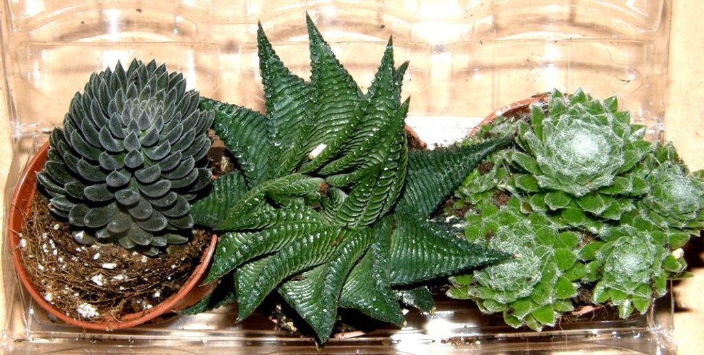 Sukkulentenmix 3 verschiedene Sukkulenten für Terrarien und Paludarien, Sukkulente