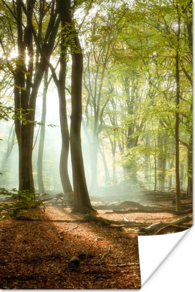 MuchoWow Poster Wald - Sonne - Jahreszeiten - Landschaft 40x60 cm - Plakate für die Wand - Poster Babyzimmer