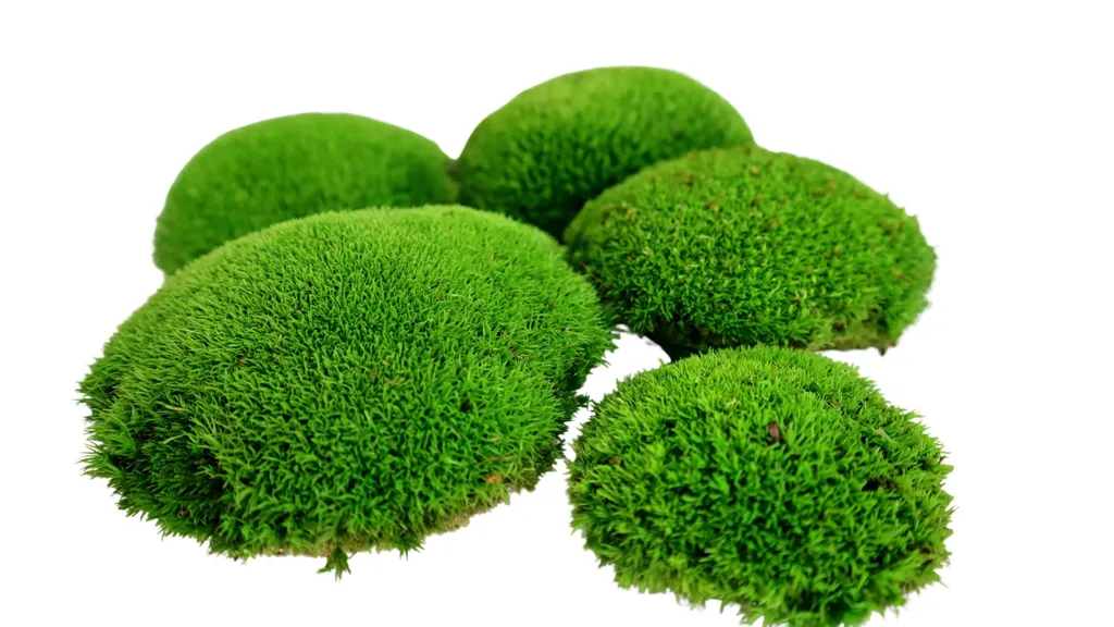 Boules de mousse naturelle stabilisée - Décoration végétale durable x5