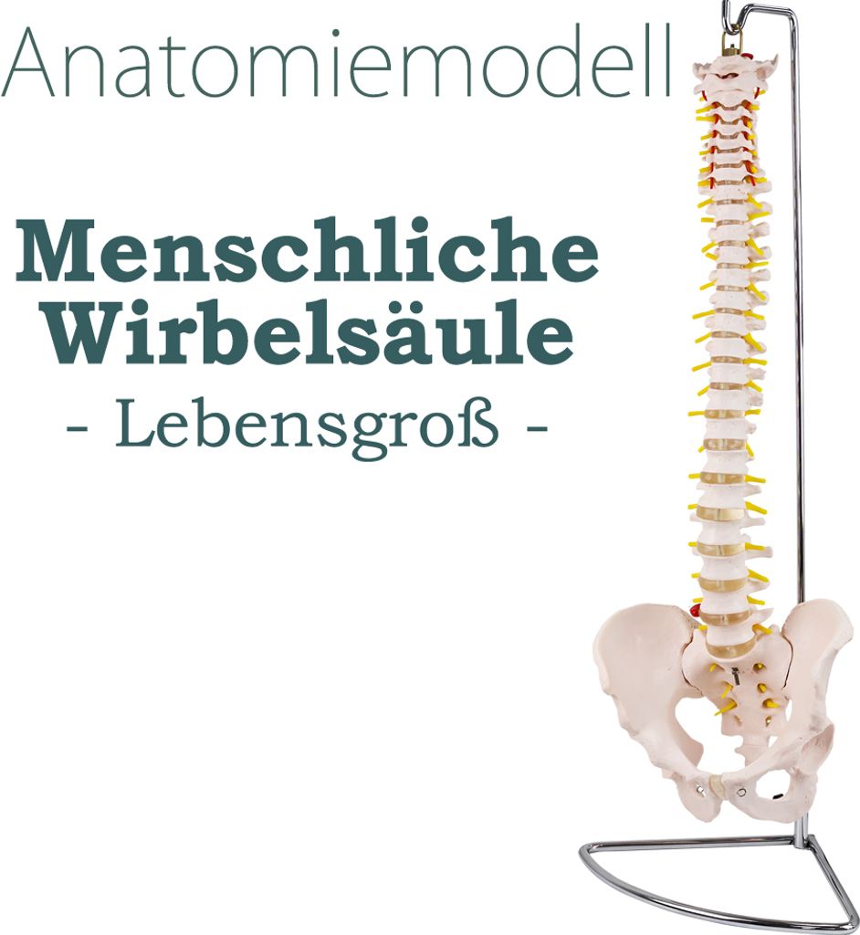 Anatomiemodell menschliche Wirbelsäule, Lebensgroß, aufgehangen an einem Gestell