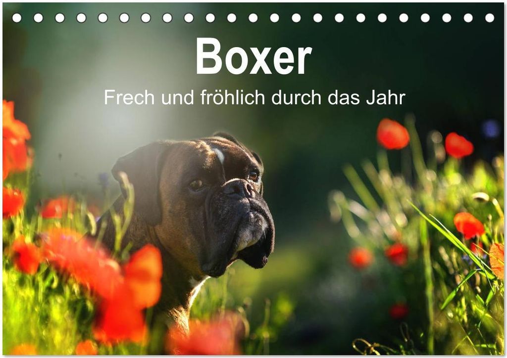 Boxer Frech und fröhlich durch das Jahr (Tischkalender 2026 DIN A5 quer), CALVENDO Monatskalender