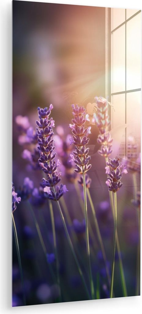 MuchoWow Glasbilder - Bilder auf Wandbild - Foto auf Glas Lavendelblüten - Lila - Sonnenlicht 60x120 cm Wanddekoration aus Glas - Acrylglasbild - ...