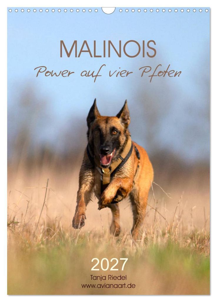 Malinois Power auf vier Pfoten (Wandkalender 2027 DIN A3 hoch), CALVENDO Monatskalender