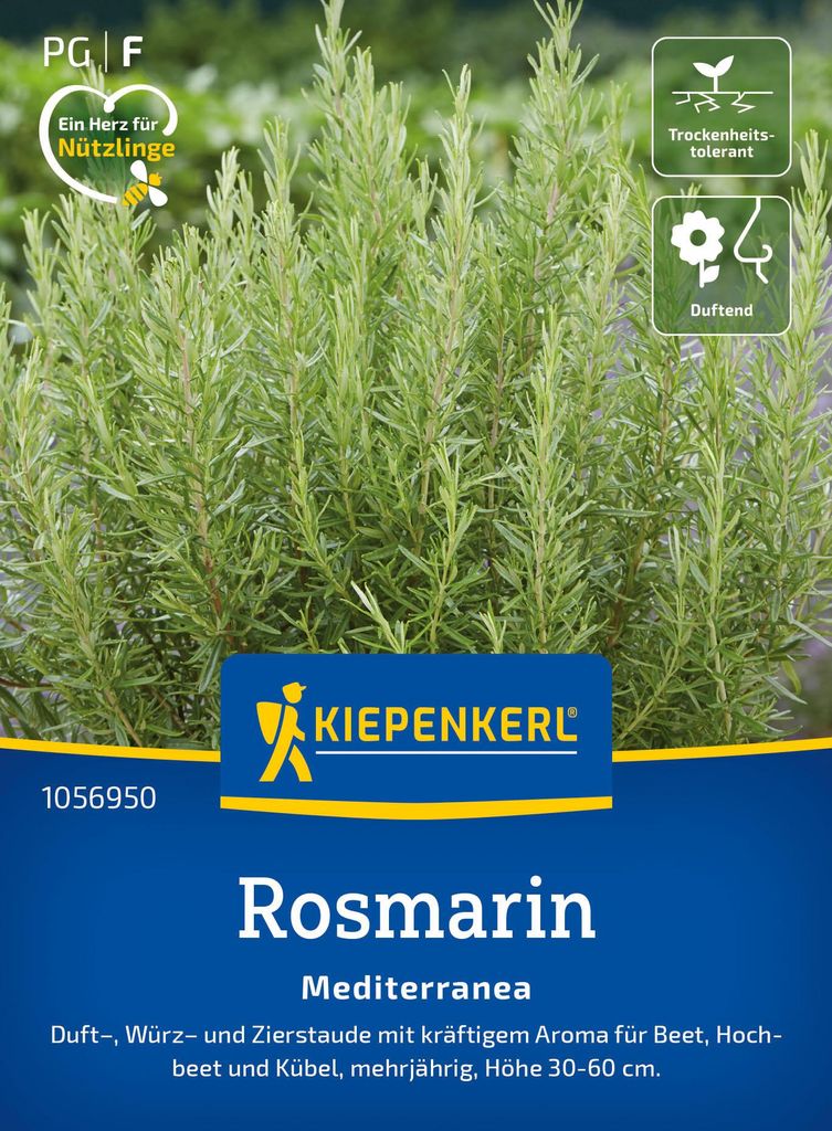 Artikelbild 2 von 'Rosmarin Mediterranea' aus der Kategorie Rosmarinsamen