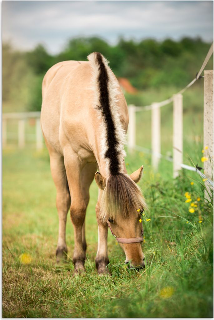 MuchoWow Poster Porträt eines Fjordpferdes auf einer Wiese 120x180 cm - Kunstposter