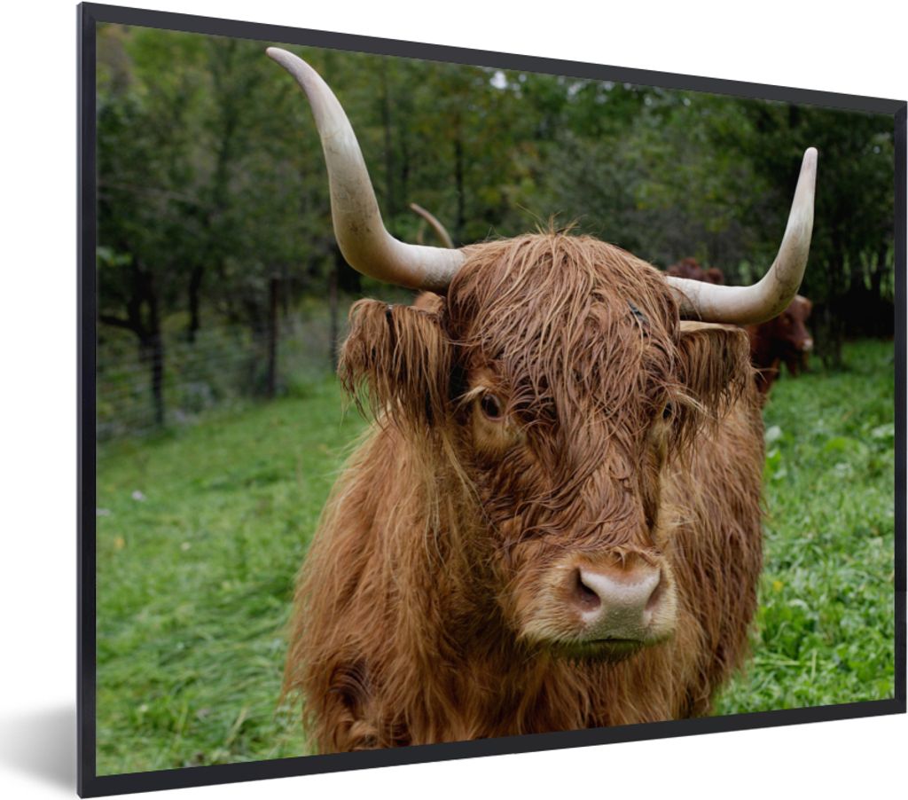 MuchoWow Gerahmtes Poster Schottische Highlander - Tiere - Gras 40x30 cm - Poster mit Schwarzem Bilderrahmen Wandposter Rahmen Foto Bilder - Kuns...
