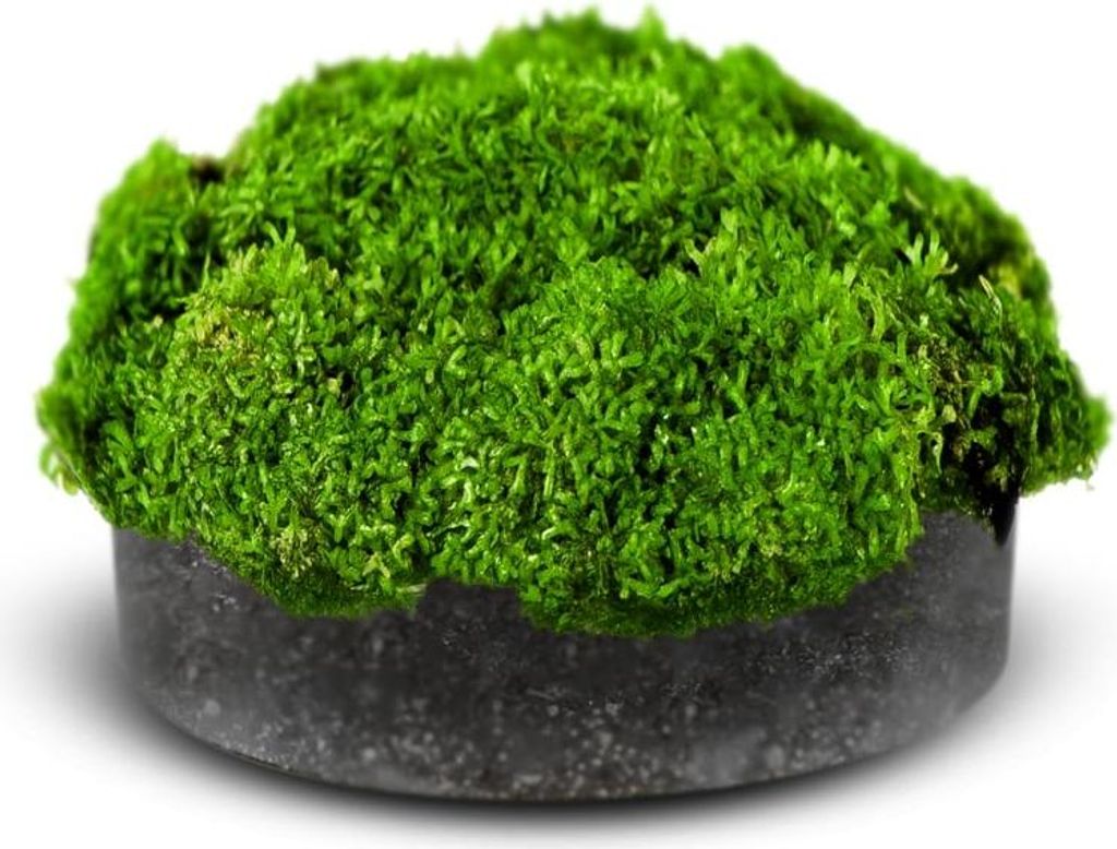 Eco Plant Riccia Fluitans - roślina invitro sadzonka Eco Zdjęcie produktu 