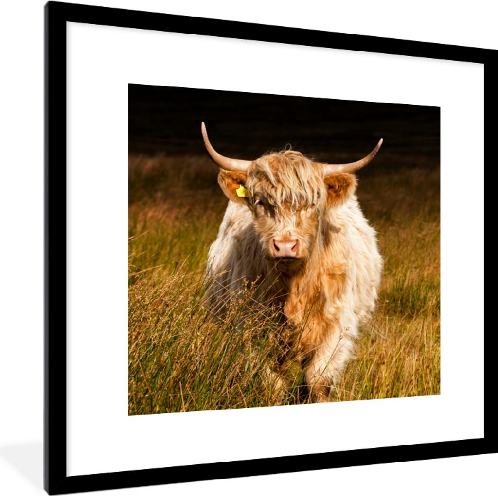 MuchoWow Gerahmtes Poster Schottische Highlander - Licht - Gras - Tiere 40x40 cm - Poster mit Schwarzem Bilderrahmen Wandposter Rahmen Foto Bilde...