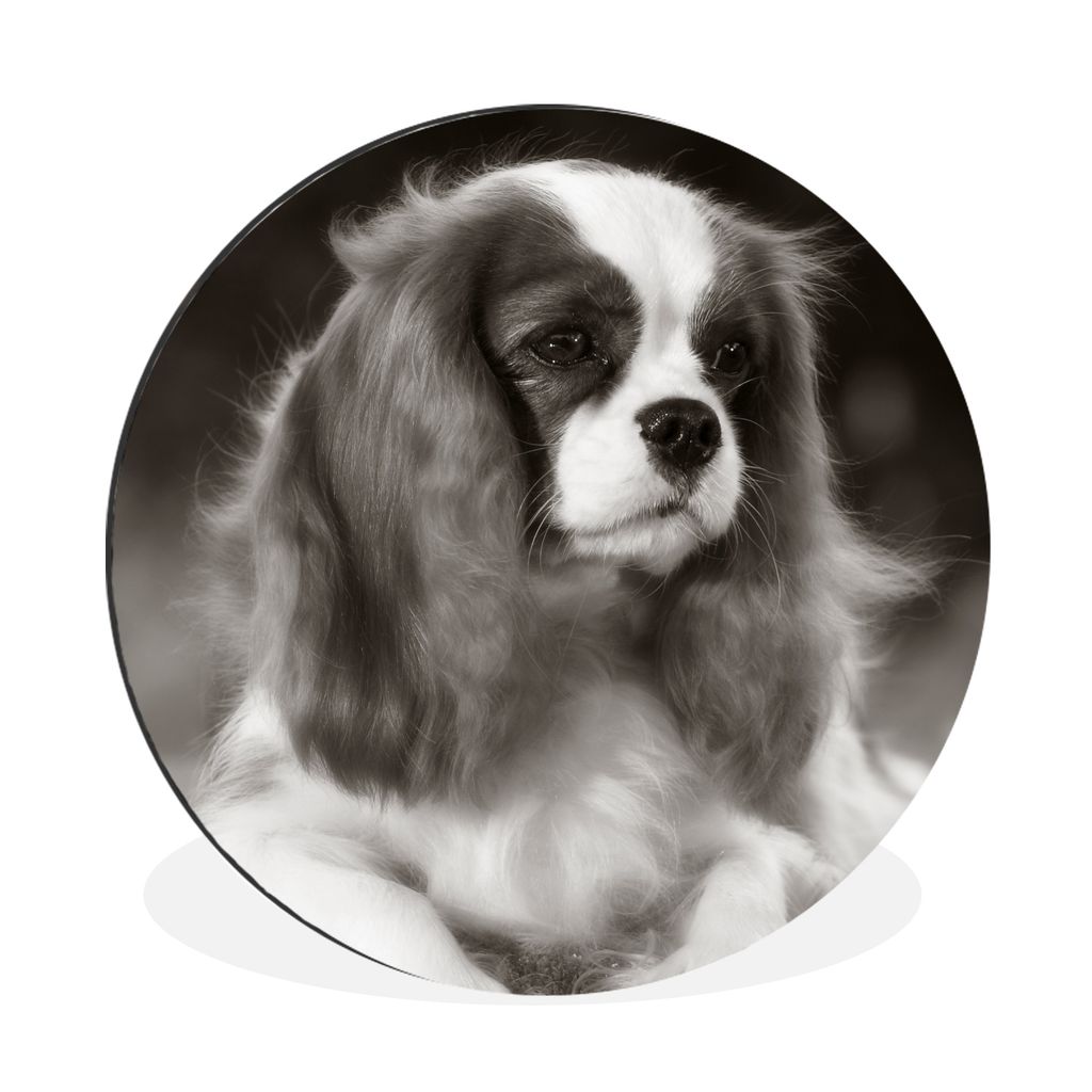 MuchoWow Aluminium Wandkreis Schwarz-Weiß-Foto eines Cavalier King Charles Spaniels Ø 90 cm Wanddeko Modern Wohnzimmer - Mauerkreis - Wandbilde...