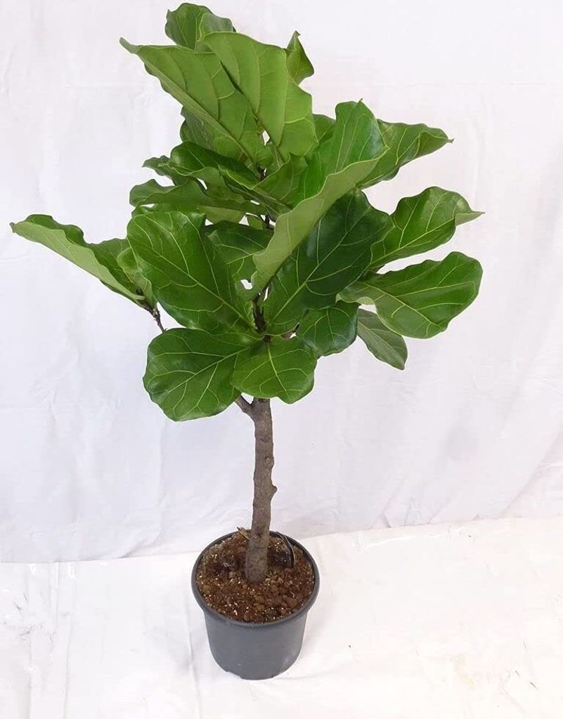 [Palmenlager] - XXL Ficus lyrata Hochstamm 170 cm - Geigenfeige // große Blätter //Zimmerpflanze