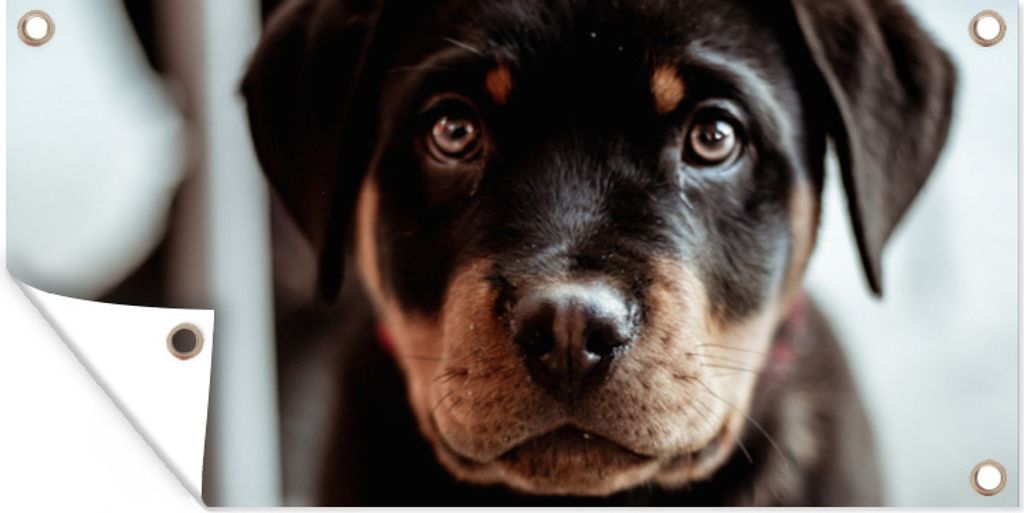 MuchoWow 60x30 cm Outdoor-Poster Gartendeko Sichtschutz Garten Poster für den Garten Jung - Hund - Kamera
