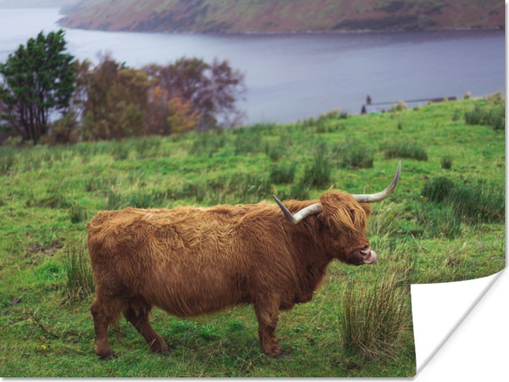 MuchoWow Poster Schottische Highlander - Gras - Wasser - Tiere 80x60 cm - Kunst für zu Hause
