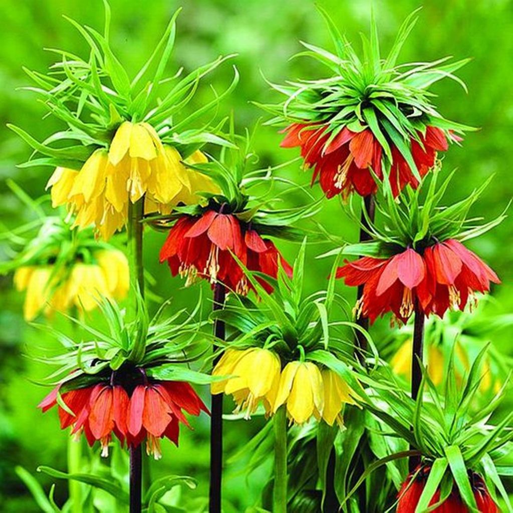 Fritillaria Bulbi da fiore Bulbi da fiore Imperial Crown Immagine del prodotto 