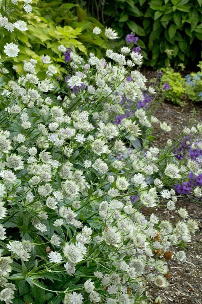 Astrantia major 'Margery Fish', Sterndolde, rosa, ca. 11x11 cm Topf