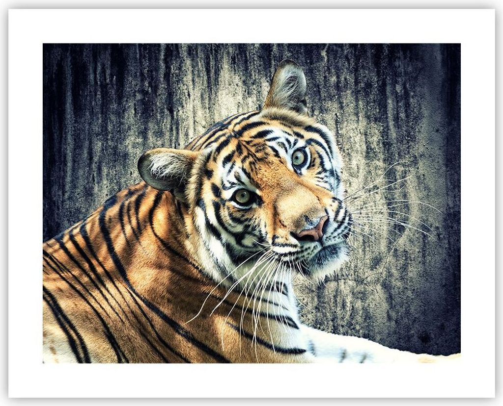 Poster - Poster ohne Rahmen - Indien stein tiger wild - 50x40 cm - Wand Bild - Wanddeko - Wandbilder - Kunstposter - Wandposter - Bilder - Kunstdru...