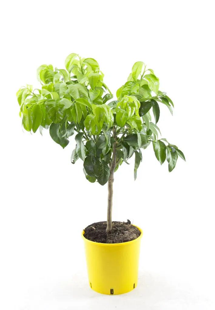 Pamplemoussier Citrus Paradisi robuste | Idéal pour climat tempéré - 4