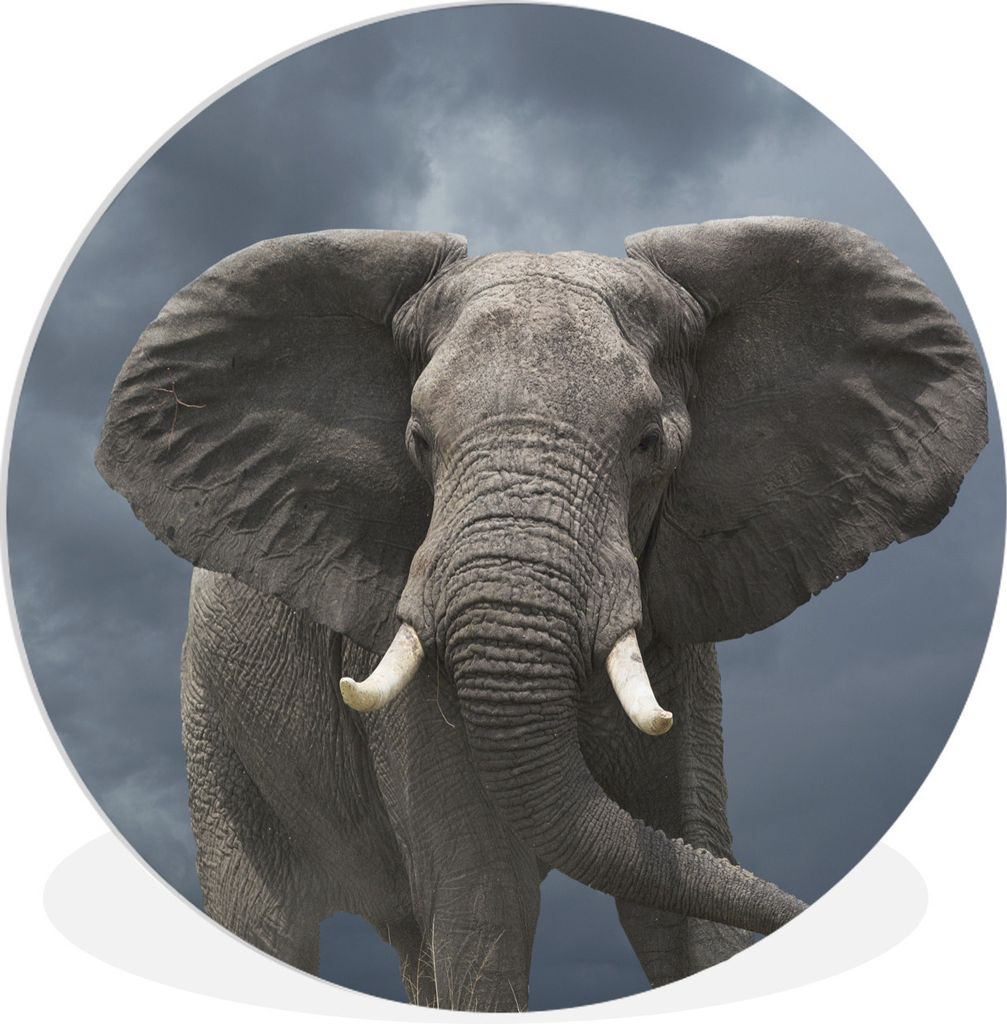 MuchoWow Rundes Wandbild - Runde Bilder Elefant - Wolken - Tiere - Natur Ø 30 cm Kreis Wanddekoration Kunststoff - Wandkreis - Wandschmuck - Sch...