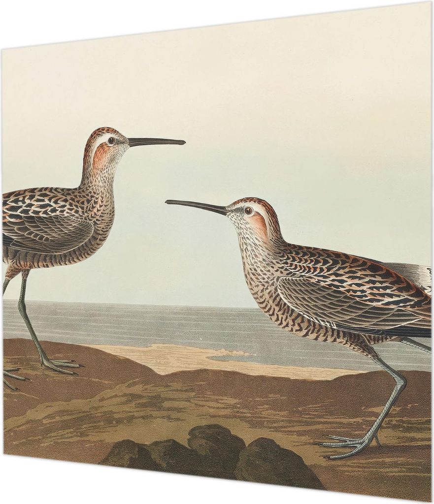 Wandtapete - Dekorative Tapete für Wohnzimmer - Tapetenfolie für Wanddekoration - 250x250 cm - Vogelsilhouetten