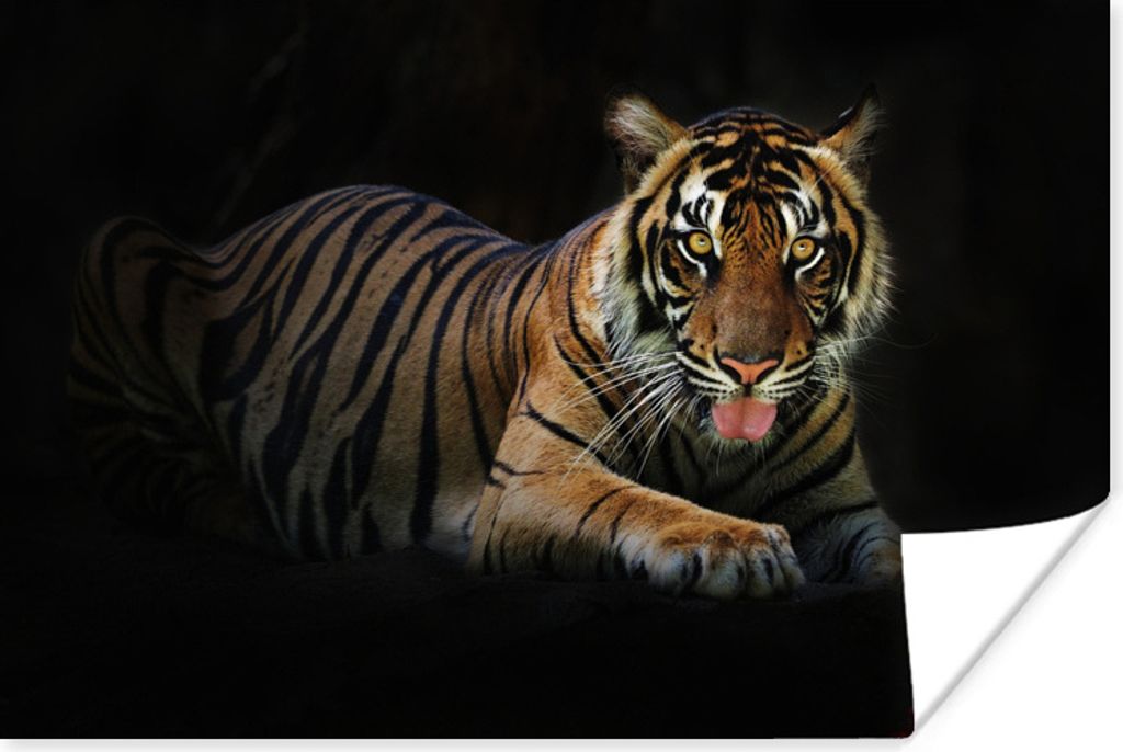MuchoWow Poster Tiger - Schwarz - Rest 90x60 cm - Schlafzimmer