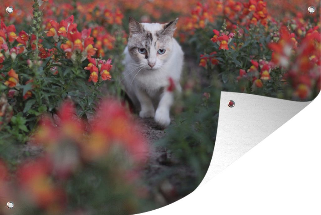 MuchoWow 120x80 cm Outdoor-Poster Gartendeko Sichtschutz Garten Poster für den Garten Katze inmitten der Blumen