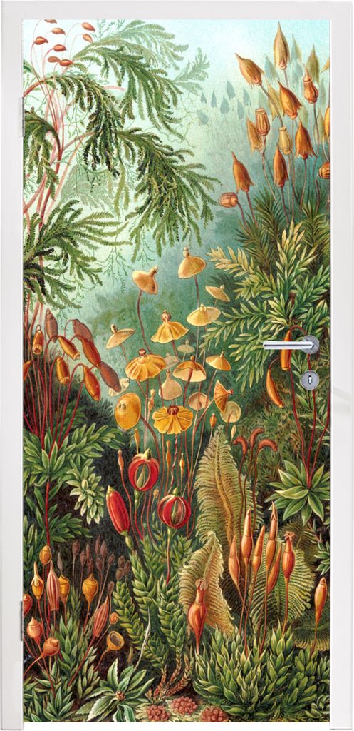 MuchoWow Türtapete Selbstklebende Türfolie Natur - Gestaltung - Pilze - Ernst Haeckel 95x215 cm Türposter Türaufkleber Klebefolie Türklebefo...