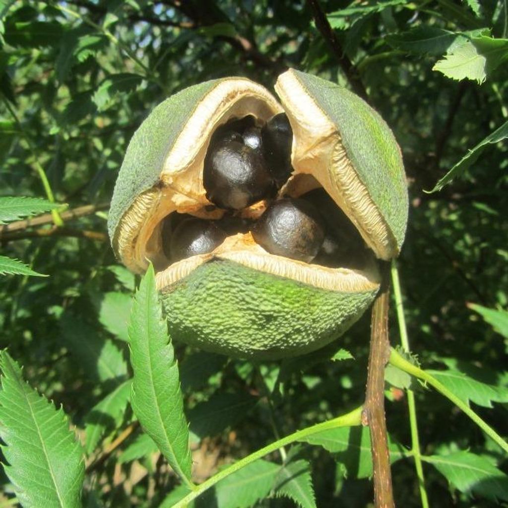 Gelbhornstrauch Xanthoceras sorbifolium - Sahnenussbaum 1 Produktbild 