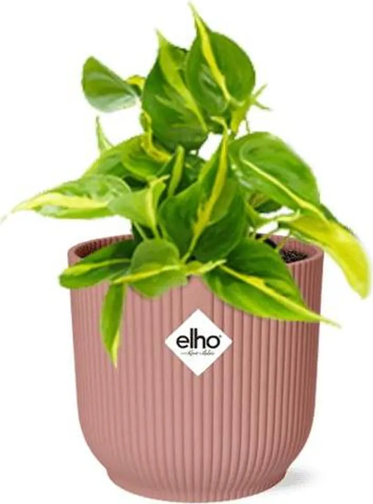 Plante d'intérieur Philodendron Brasil en Pot Rose 14cm Baumfreund