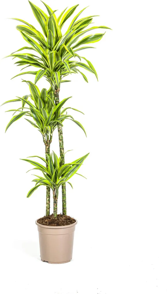 Dracaena Lemon Lime feuillage bicolore 130-150cm - Plante verte pot 24cm