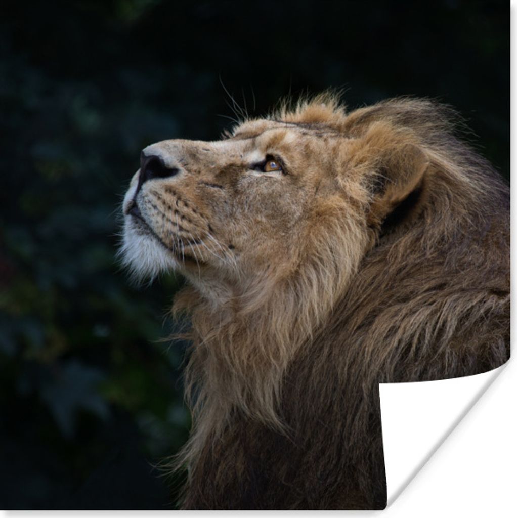 MuchoWow Poster Löwe - Schwarz - Dschungel 75x75 cm - Wand Dekoration