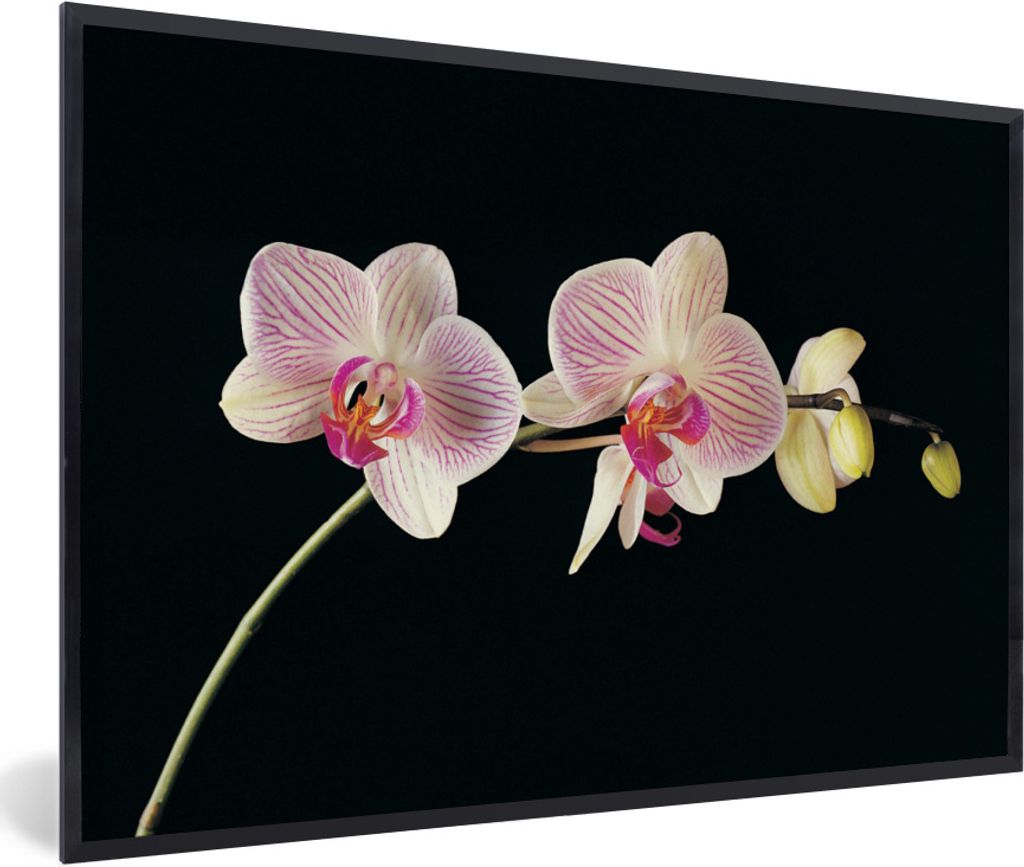 MuchoWow Gerahmtes Poster Orchidee - Blumen - Schwarz - Rosa - Knöpfe 30x20 cm - Poster mit Schwarzem Bilderrahmen Wandposter Rahmen Foto Bilder...