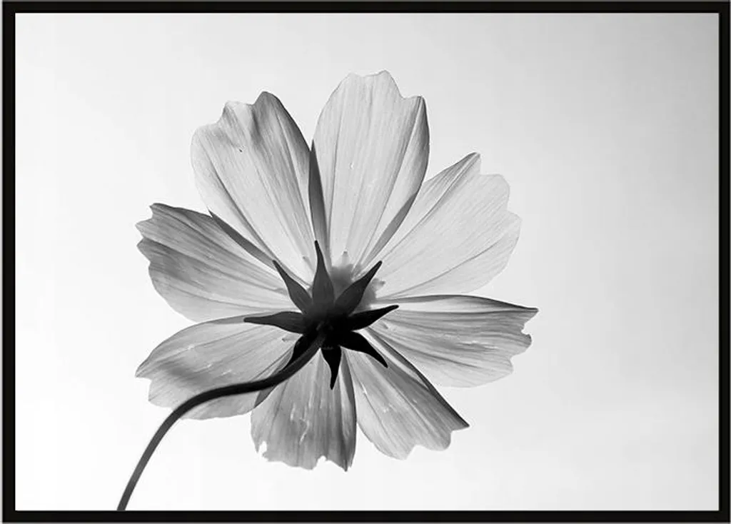 Poster in Cornice Fiore P1050 53x73 cm - Trend Arredamento 2024