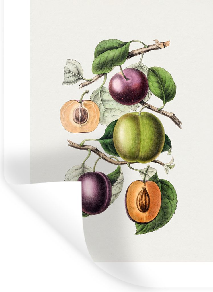 MuchoWow Wandtattoo Wandsticker Wandaufkleber Obst - Jahrgang - Pfirsich 30x40 cm Selbstklebend und Repositionierbar - Sticker - Dekorfolie