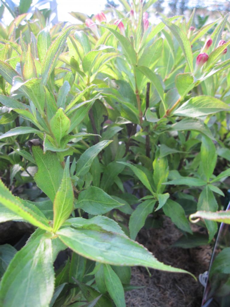 Weigela florida All Summer Peach Kaufland.de
