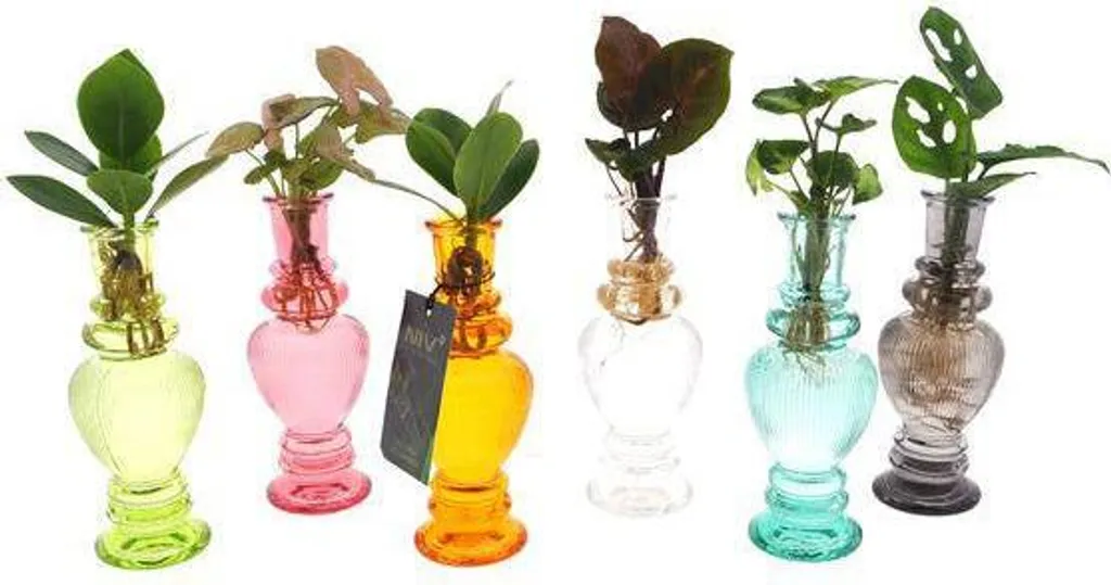 Plantes d'intérieur increvables en verre - Hydroponie facile sans terreau
