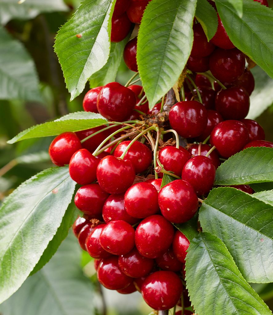 A close-up view of a cluster of ripe cherries hanging from a tree branch, surrounded by green leaves.