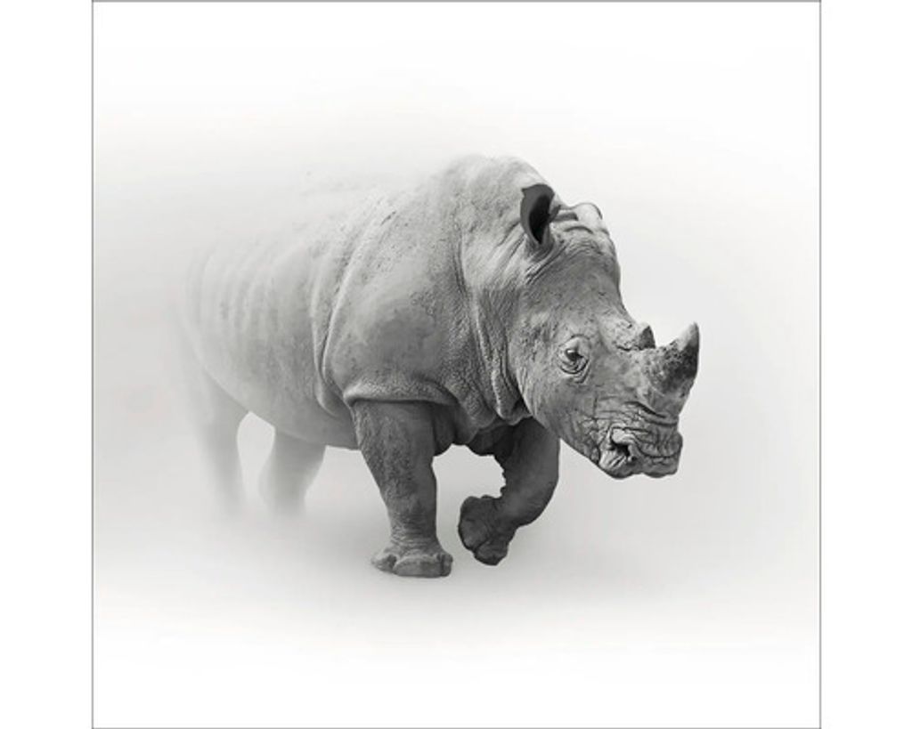 Minimalistisches Glasbild Grey Rhino mit Nashorn Motiv schwarz-weiß 30x30 cm