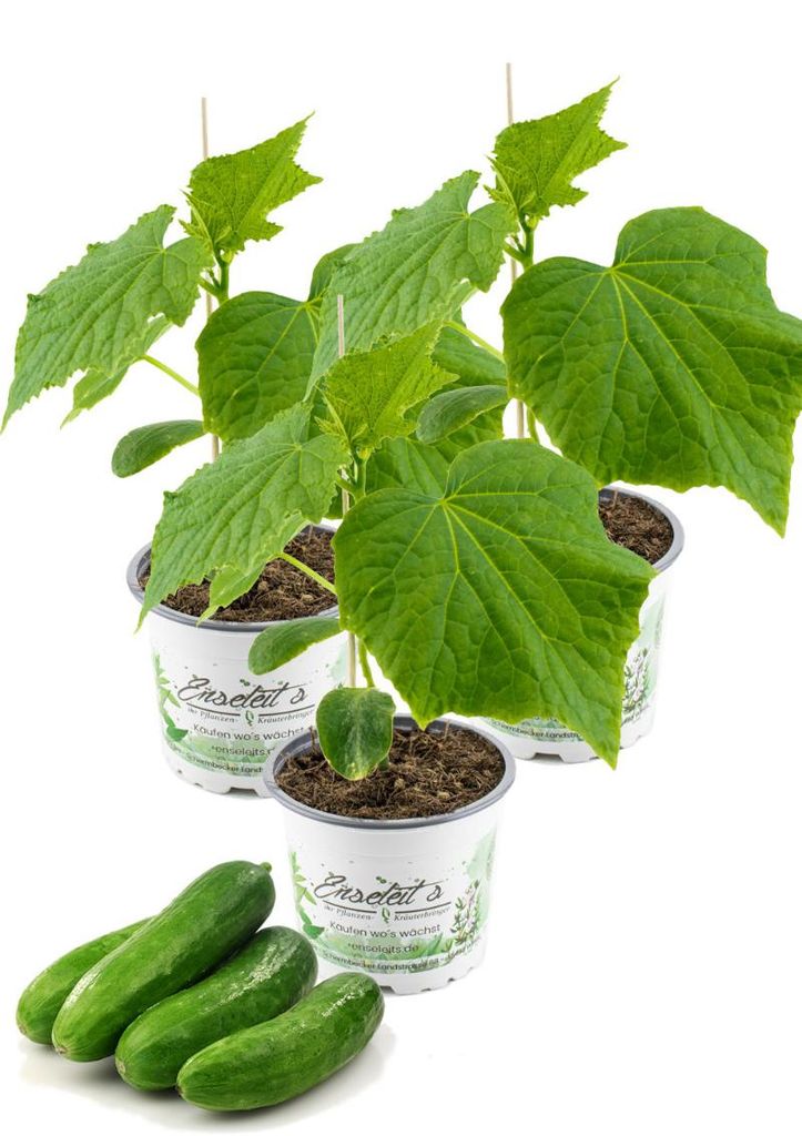 Enseleits 3 Pflanzen Veredelte Schlangengurke, Gurkenpflanze Veredelte Mini Mini Gurke 'Mini Mini Stars' F1