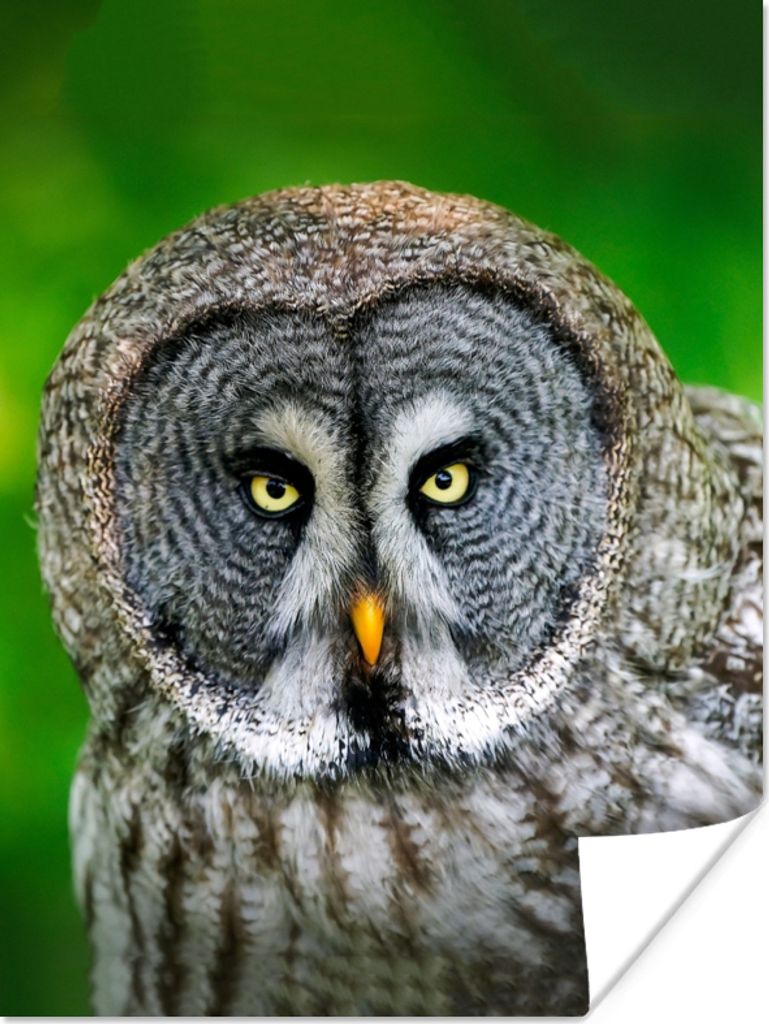 MuchoWow Poster Vogel - Eule - Tiere - Braun - Porträt 120x160 cm - Wandbilder