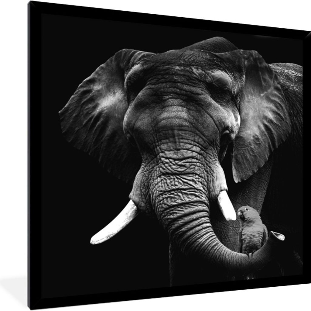 MuchoWow Gerahmtes Poster Elefant - Papagei - Zähne - Schwarz - Weiß 40x40 cm - Poster mit Schwarzem Bilderrahmen Wandposter Rahmen Foto Bilder...