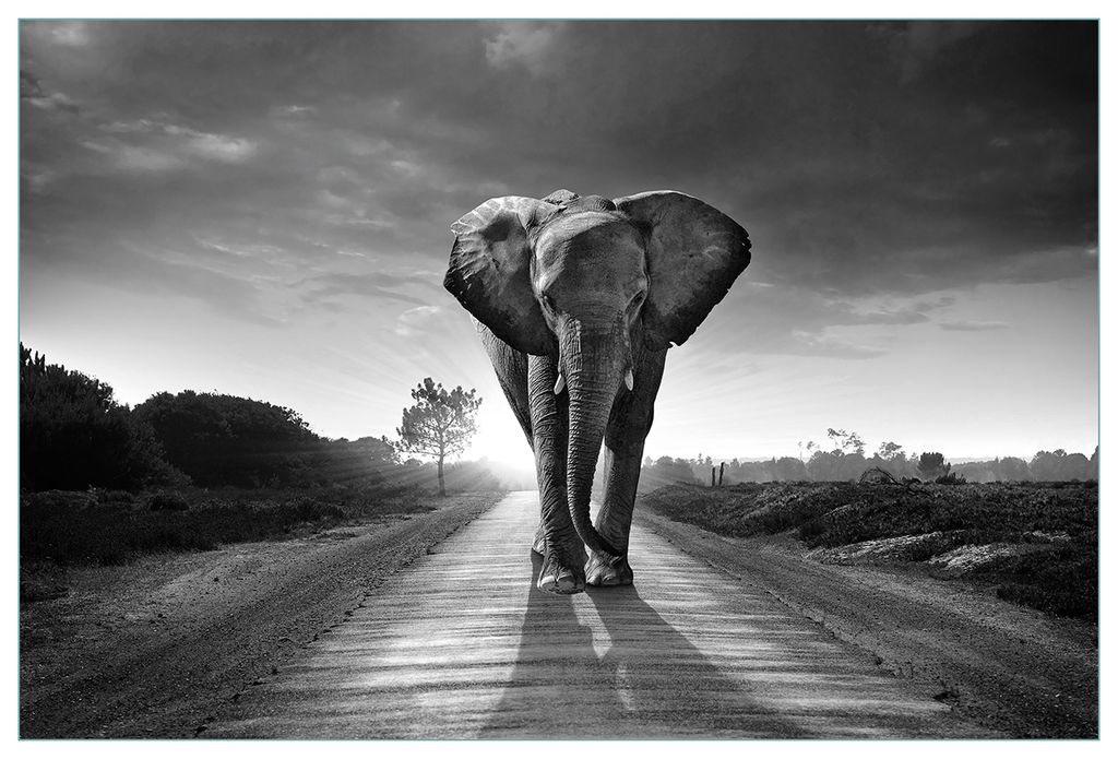 Wallario Küchenrückwand aus Glas, Größe: 90 x 60 cm, Motiv: Elefant bei Sonnenaufgang in Afrika schwarzweiß | Spritzschutz | abwischbar | pfle...