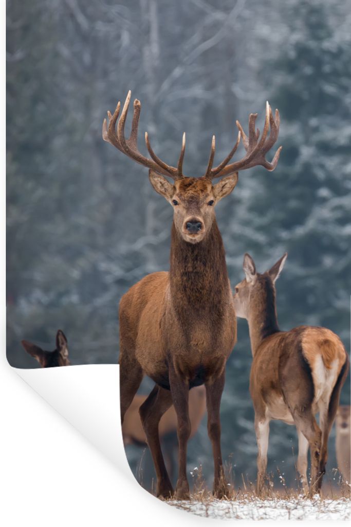 MuchoWow Wandtattoo Wandsticker Wandaufkleber Hirsche - Winter - Schnee - Waldtiere - Wald - Natur 80x120 cm Selbstklebend und Repositionierbar -...