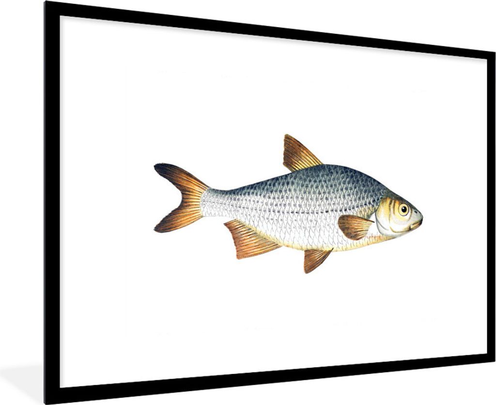 MuchoWow® MuchoWow® Gerahmtes Poster Fisch - Karpfen - Produktbild 