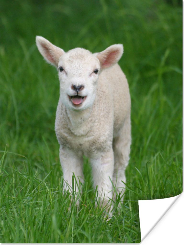 MuchoWow Poster Kleines Lämmchen im hohen grünen Gras 30x40 cm - Wandplakat - Poster Kinderzimmer