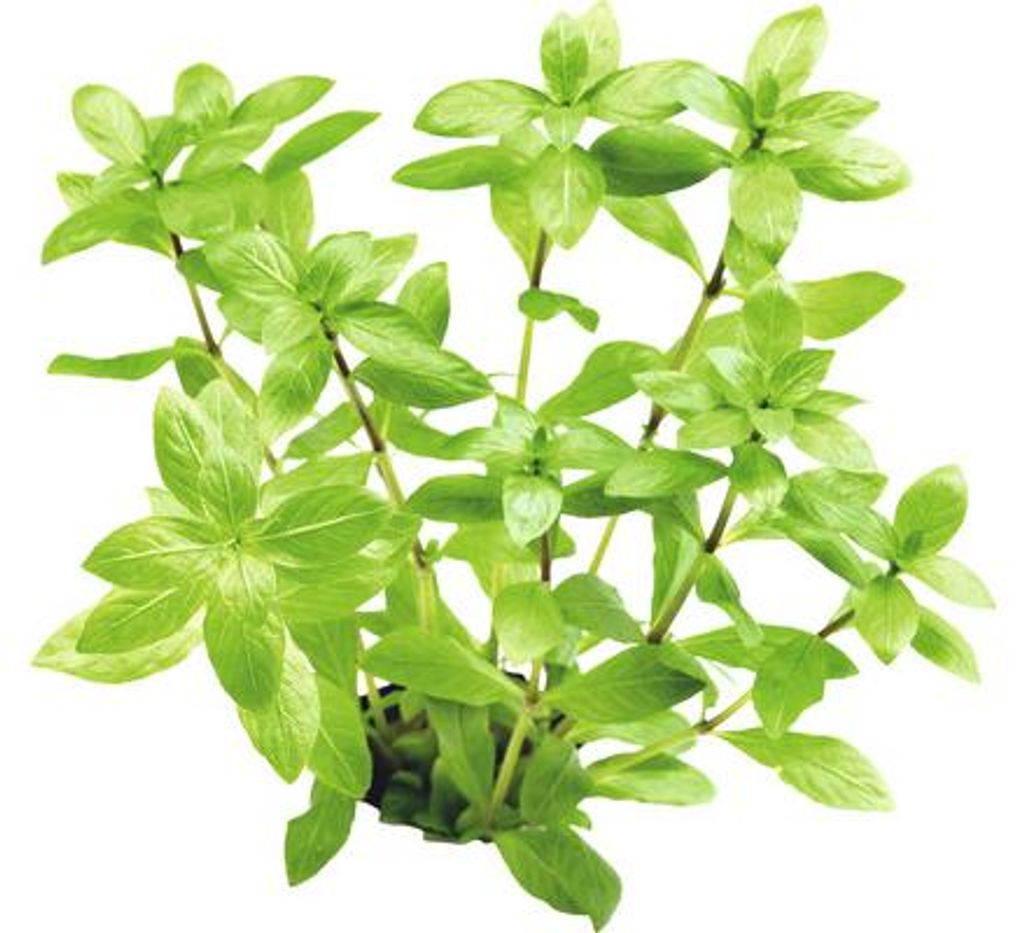 Vodní rostlina Hygrophila polysperma Obrázek produktu 