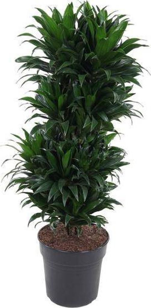 Smocze drzewo Dracaena Compacta - Roślina domowa - Ø27 cm - Zdjęcie produktu 