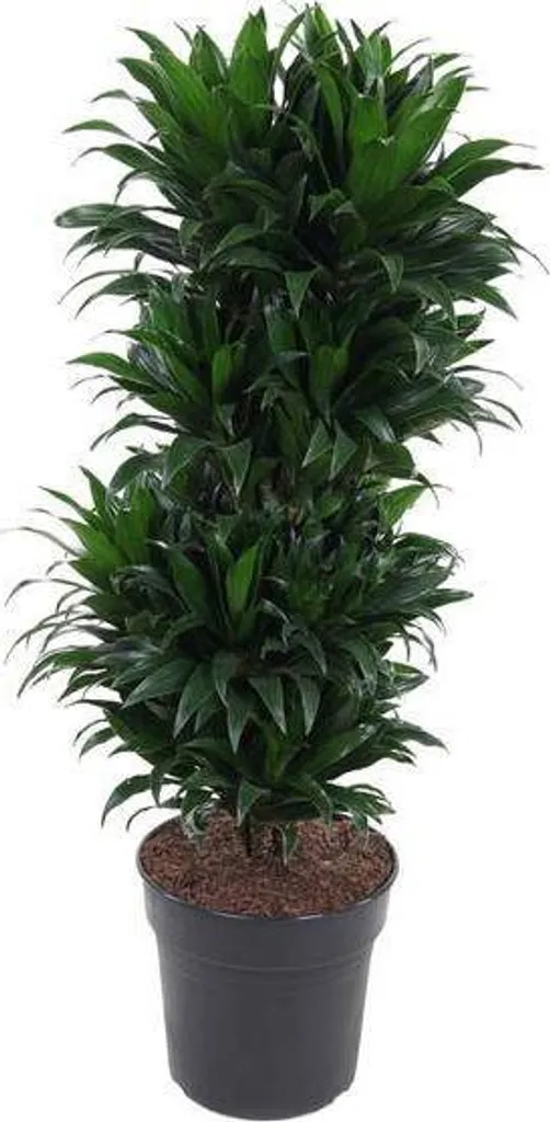 Plante verte d'intérieur Dracaena Compacta 100cm - Idéal grand salon Ø27cm